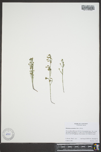 Bartonia paniculata image