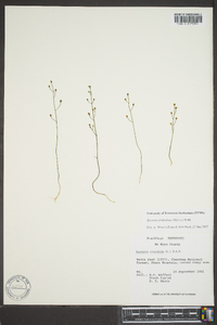 Bartonia paniculata image