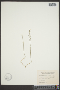 Bartonia paniculata image