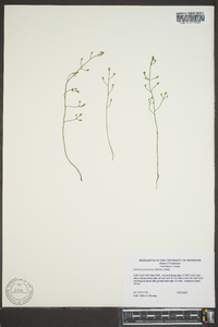 Bartonia paniculata image