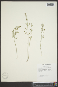 Bartonia paniculata image