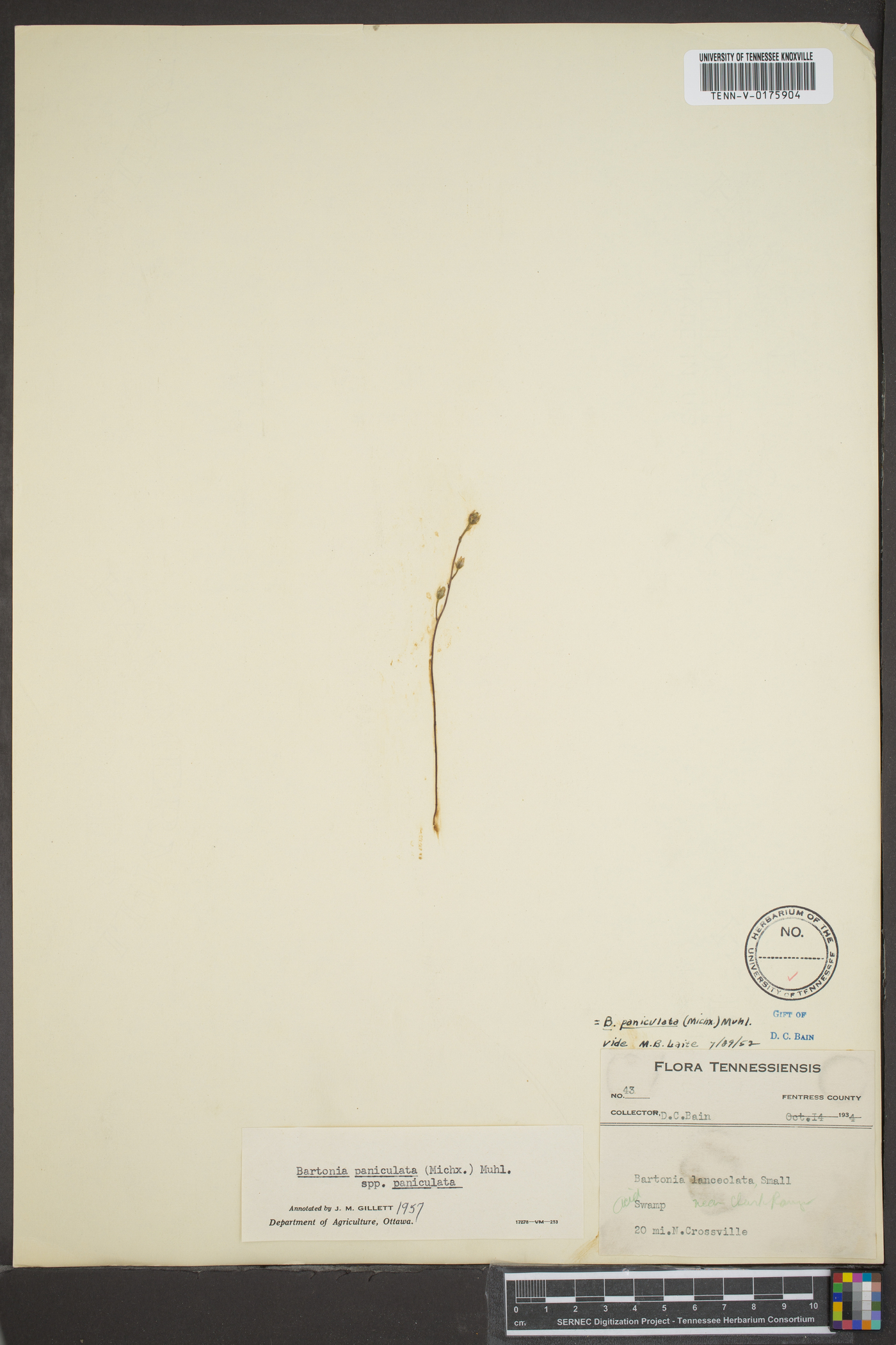 Bartonia lanceolata image