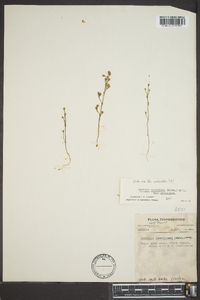 Bartonia lanceolata image