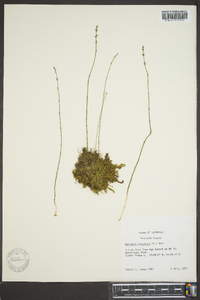 Bartonia virginica image