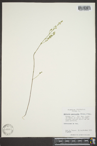 Bartonia paniculata image