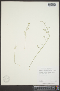 Bartonia paniculata image