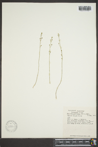 Bartonia paniculata image