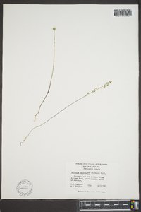 Bartonia paniculata image