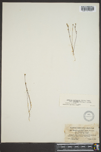 Bartonia paniculata image