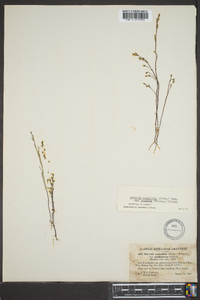 Bartonia paniculata image