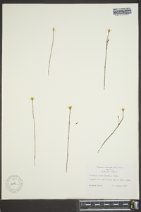 Bartonia verna image