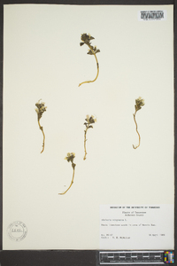 Obolaria virginica image