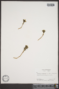 Obolaria virginica image