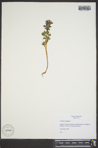 Obolaria virginica image