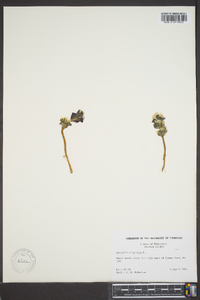 Obolaria virginica image