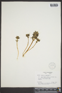 Obolaria virginica image