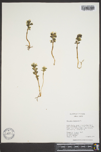 Obolaria virginica image