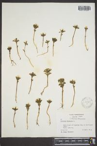 Obolaria virginica image