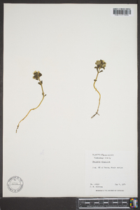 Obolaria virginica image