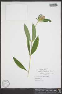 Gentiana clausa image