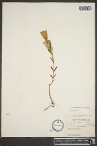 Gentiana saponaria image