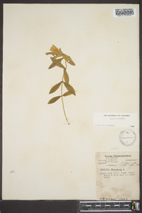 Gentiana saponaria image