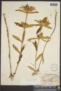 Gentiana saponaria image