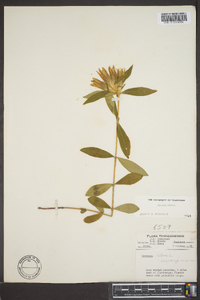 Gentiana villosa image