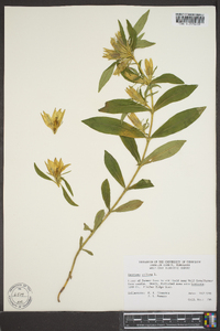 Gentiana villosa image