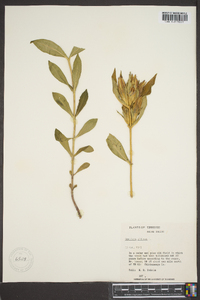 Gentiana villosa image