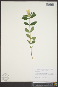 Gentiana villosa image