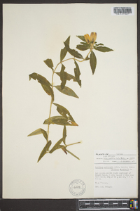 Gentiana andrewsii image