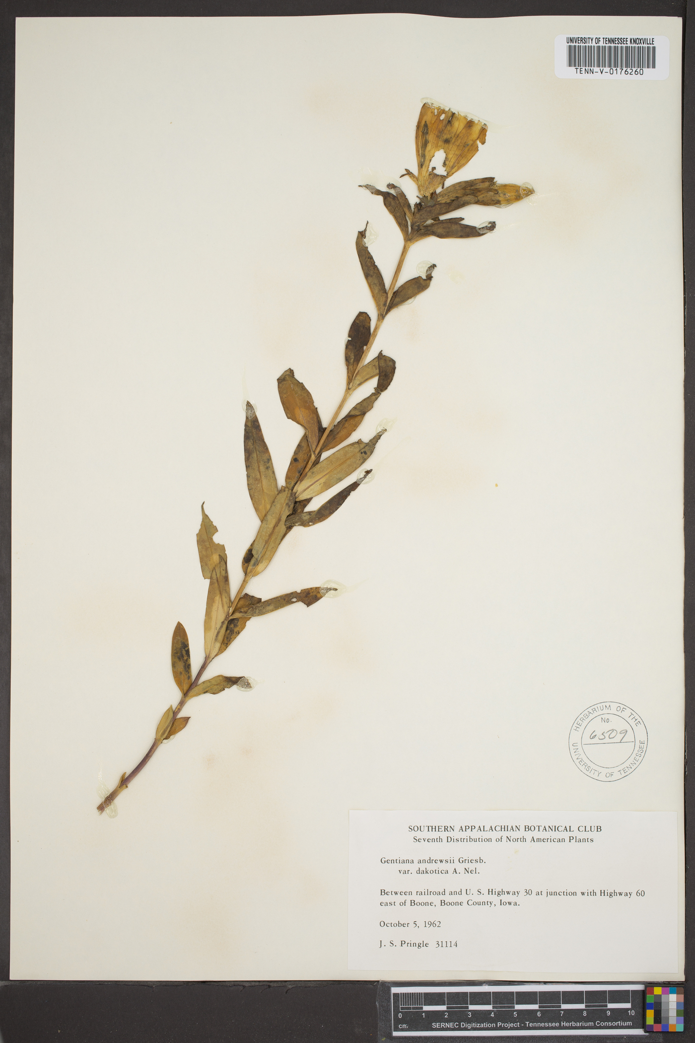 Gentiana andrewsii var. dakotica image