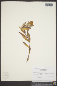 Gentiana andrewsii image