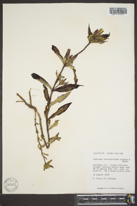 Gentiana austromontana image