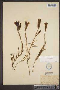 Gentiana autumnalis image