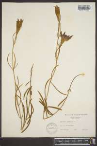 Gentiana autumnalis image