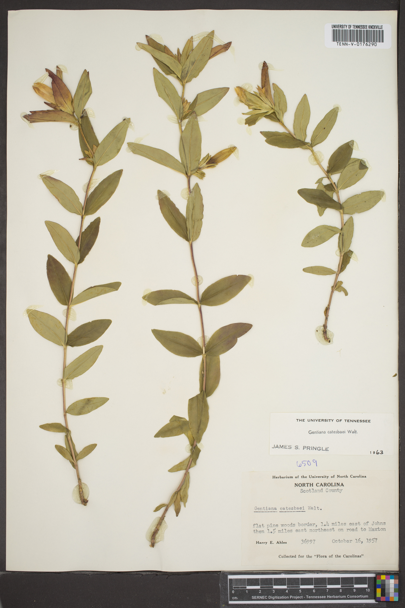 Gentiana catesbaei image