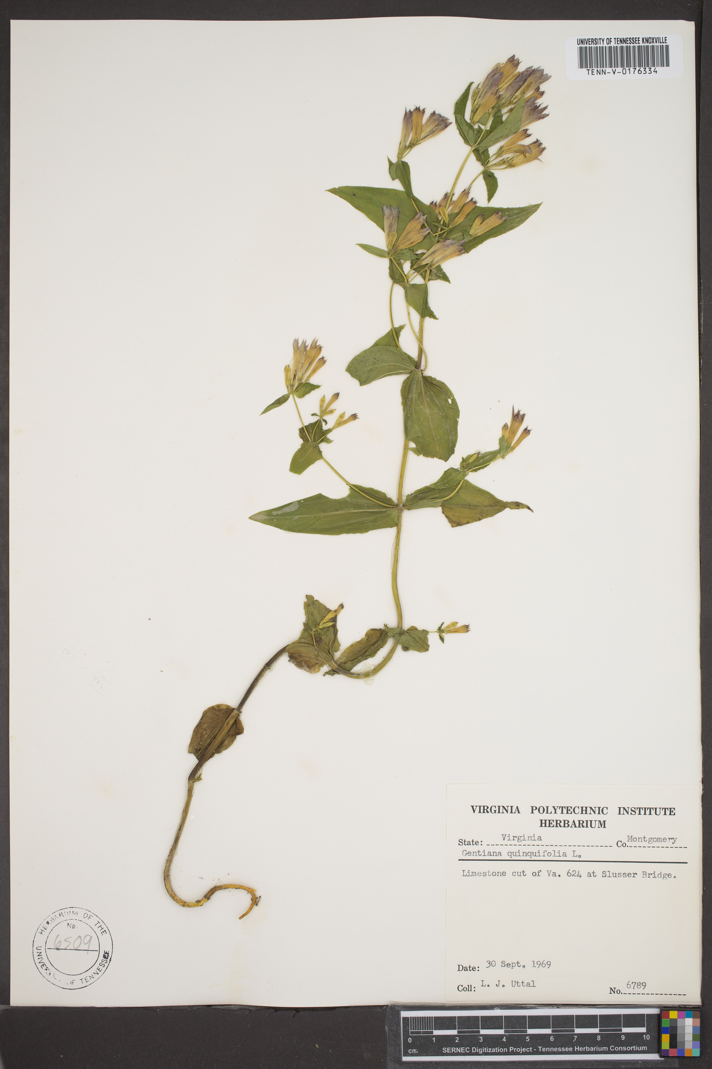 Gentiana quinqueflora image