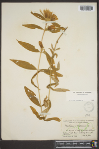 Gentiana saponaria image