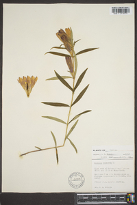 Gentiana saponaria image