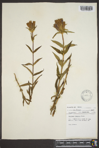 Gentiana linearis image