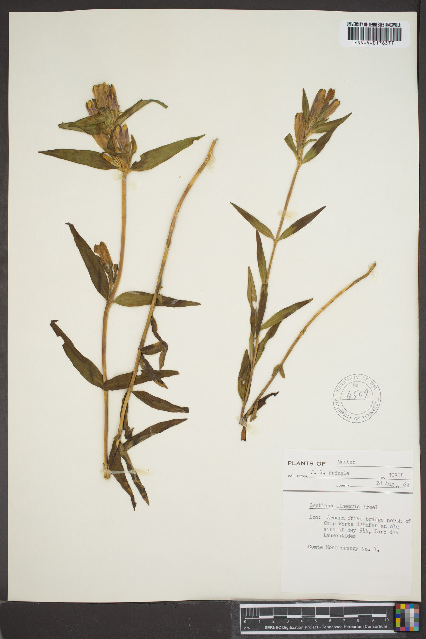 Gentiana linearis image