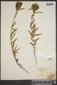 Gentiana linearis image