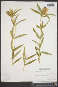 Gentiana linearis image