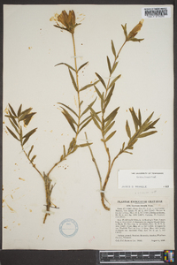 Gentiana linearis image