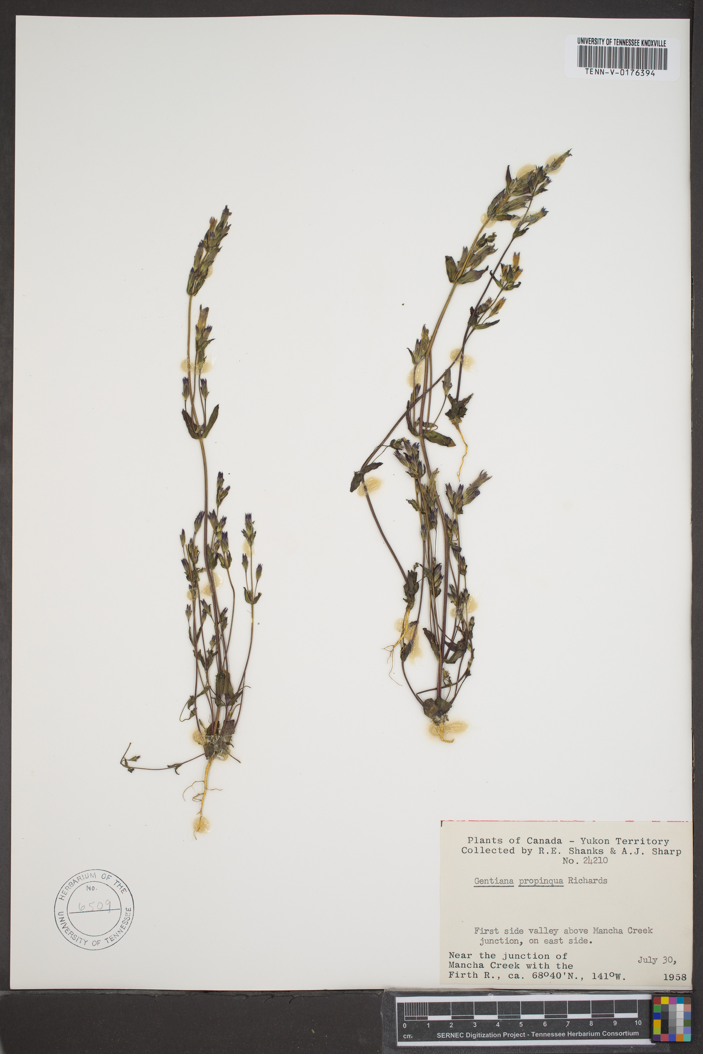 Gentiana propinqua image