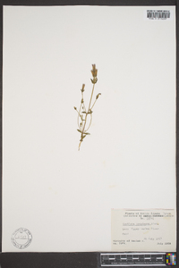 Gentiana propinqua image