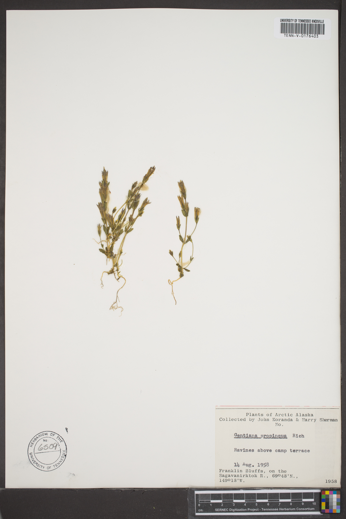 Gentiana propinqua image