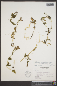 Gentiana quinquefolia var. occidentalis image